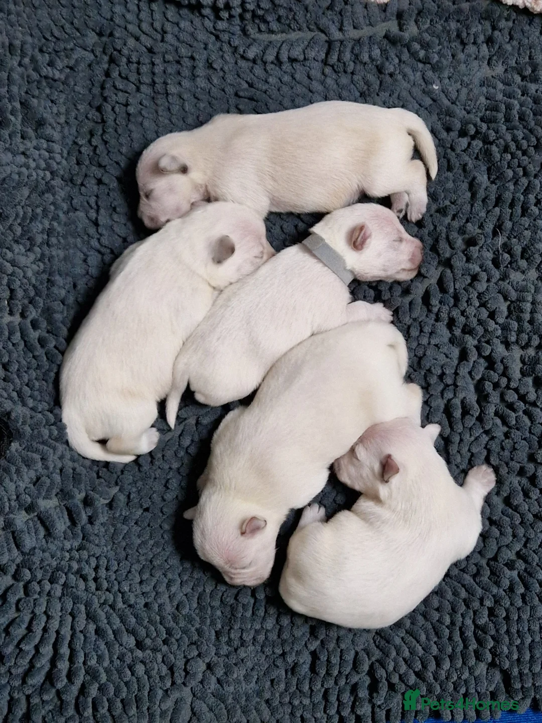 Miniature Schnauzer dogs for sale: Superb KC white minature schnauzer puppies  - Advert 5