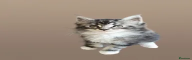Maine Coon Kitten 4