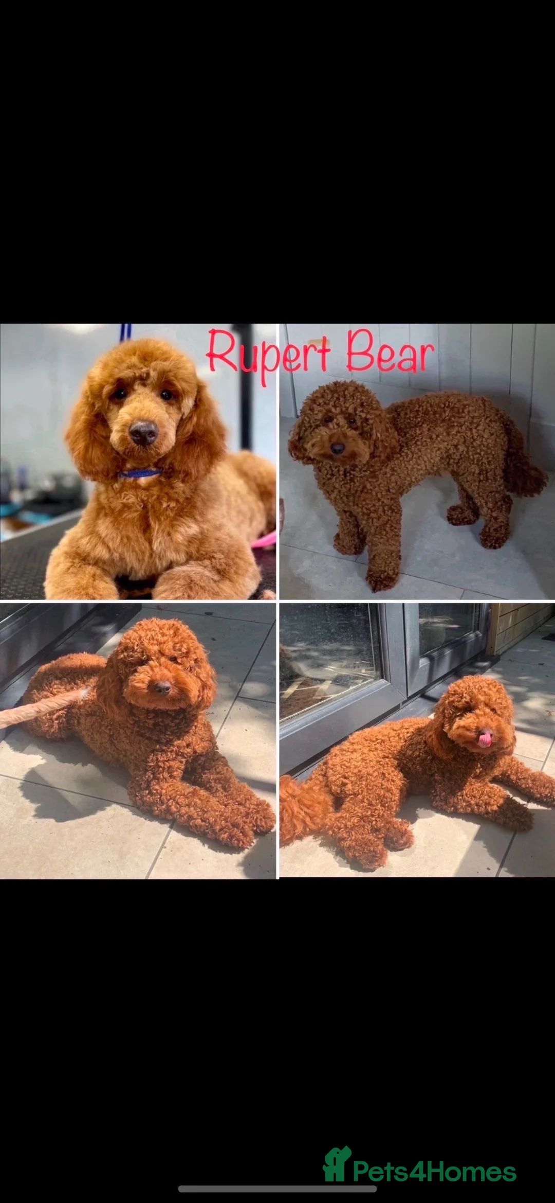 Miniature Poodle dogs for stud: PROVEN KC REGISTERED MINIATURE POODLE FOR STUD. - Advert 1