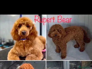 Miniature Poodle dogs PROVEN KC REGISTERED MINIATURE POODLE FOR STUD. - Advert 2