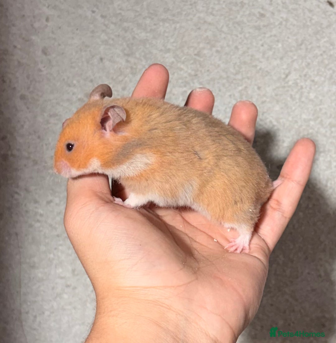 Hamster rodents for sale: BABY TAME PEDIGREE SYRIAN HAMSTER PUPS - Image 15