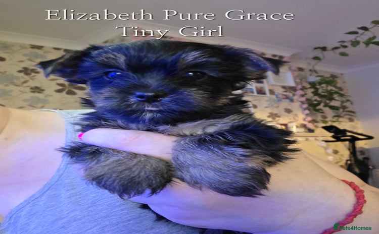 Yorkshire Terrier dogs - Advert 2
