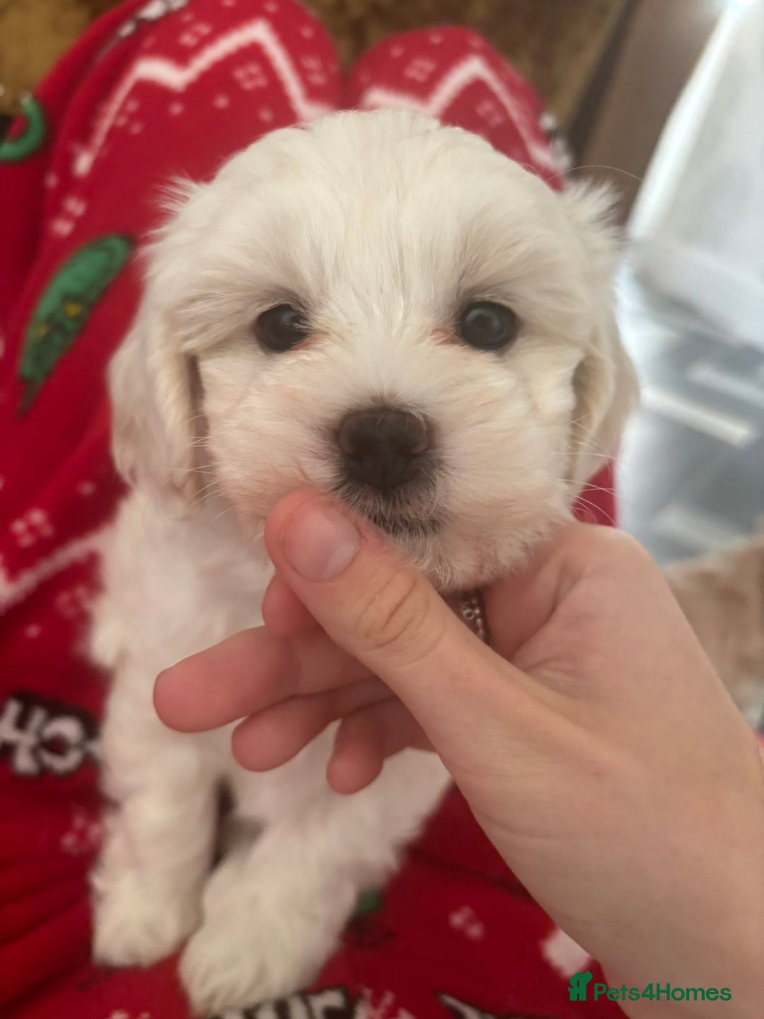 Maltipoo dogs for sale: F1 tiny adorable maltipoo  - Advert 5