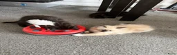 Mixed Breed cats for sale: kittens ready to be loved  - Advert 30