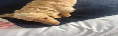 Miniature Dachshund 2