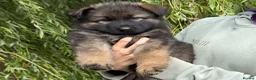 German Shepherd dogs for sale: Quality Longcoat Pups With Health tested Parents  - Advert 1