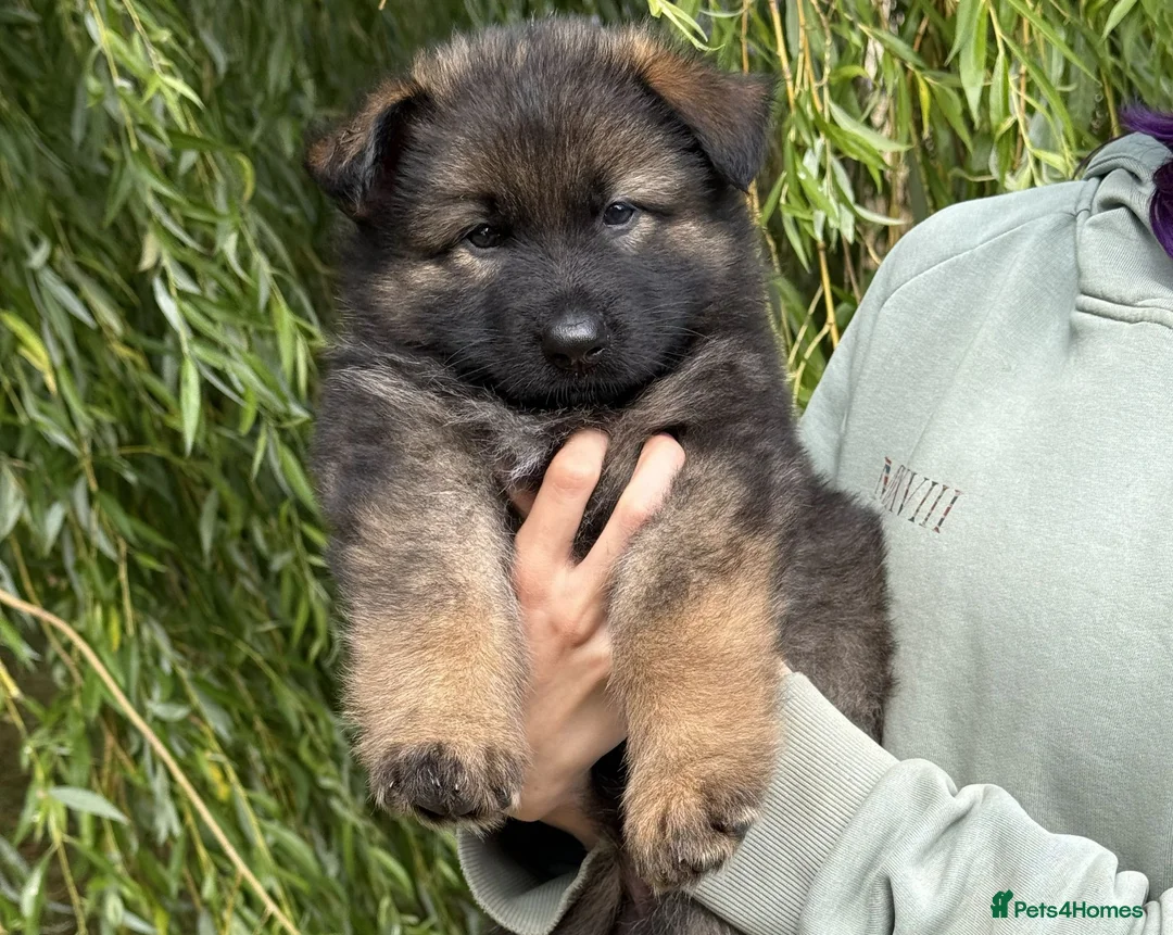 German Shepherd dogs for sale: Quality Longcoat Pups With Health tested Parents  - Advert 1