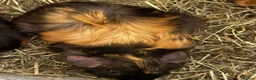 Guinea Pig rodents for sale: Female guinea pigs sisters  - Advert 1