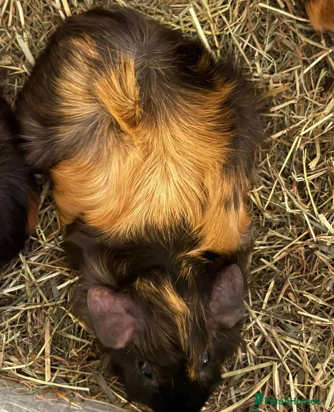 Guinea Pig rodents for sale: Female guinea pigs sisters  - Advert 1