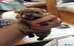 Pomeranian dogs for sale: Pomeranian  - Image 4