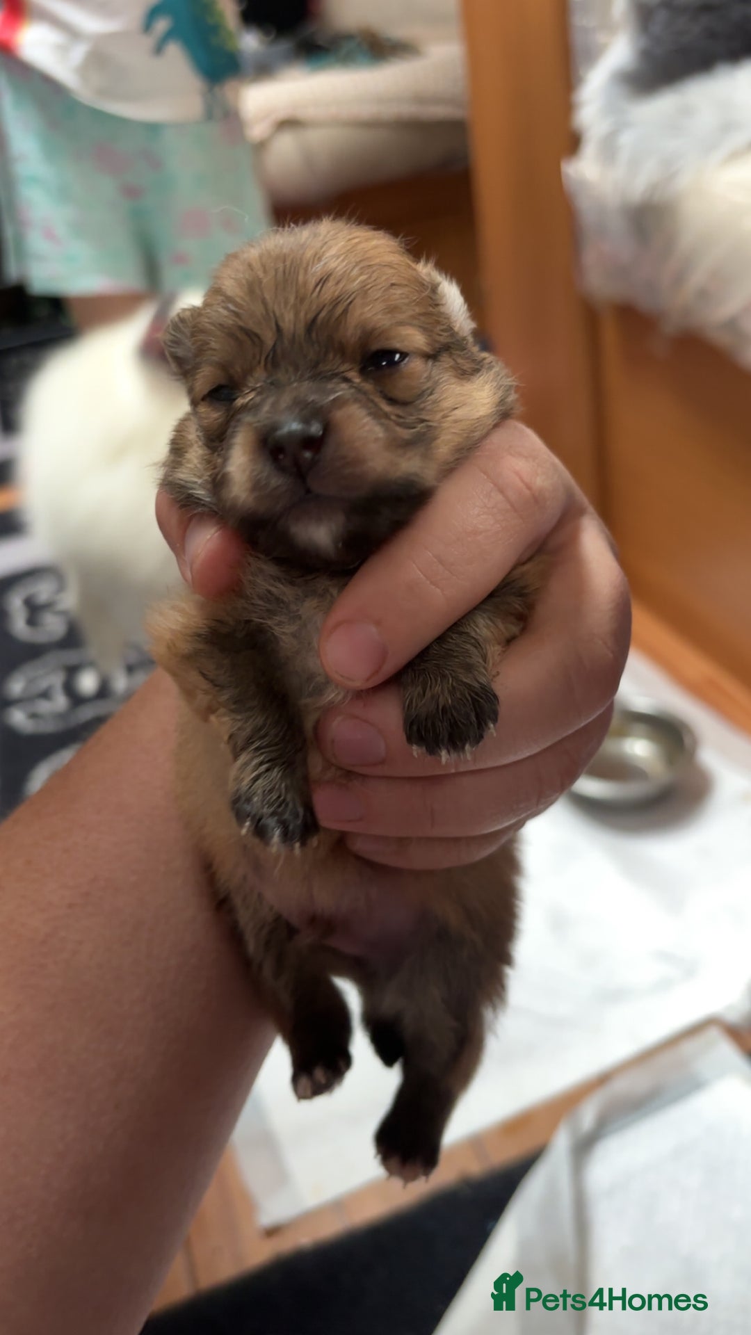 Pomeranian dogs for sale: Pomeranian  - Image 4