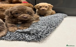 Cockapoo dogs for sale: 🩷READY TO LEAVE - Beautiful F1 Cockapoo pups  - Image 7
