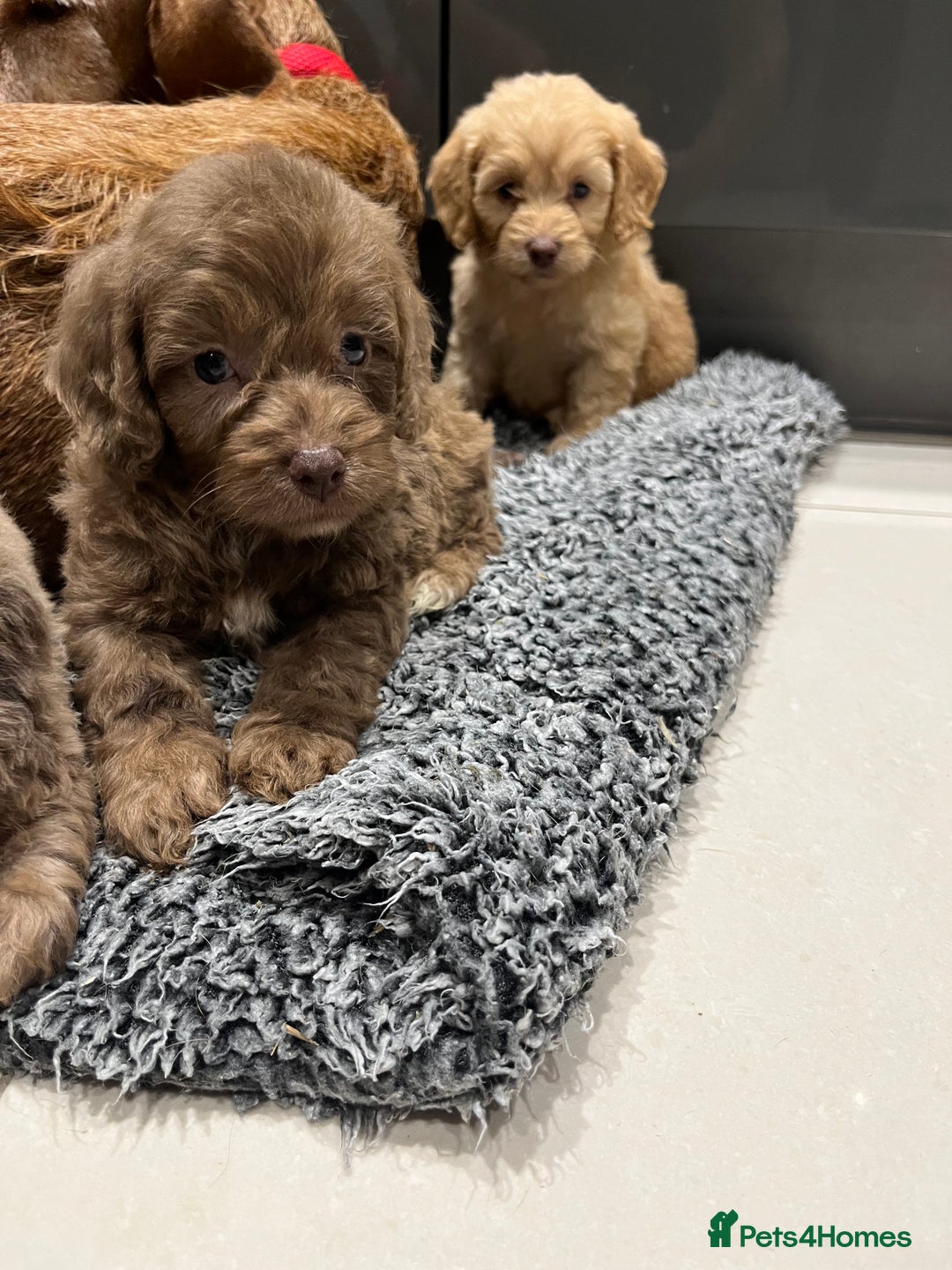 Cockapoo dogs for sale: 🩷READY TO LEAVE - Beautiful F1 Cockapoo pups  - Image 7