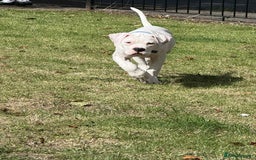 American Bulldog dogs for sale: Male American bulldog  - Image 4