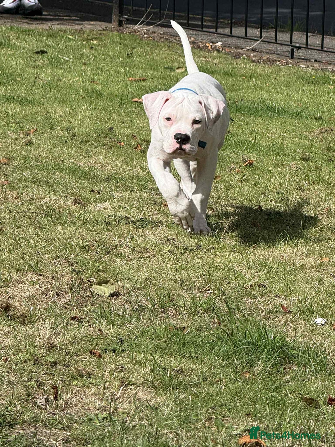 American Bulldog dogs for sale: Male American bulldog  - Image 4