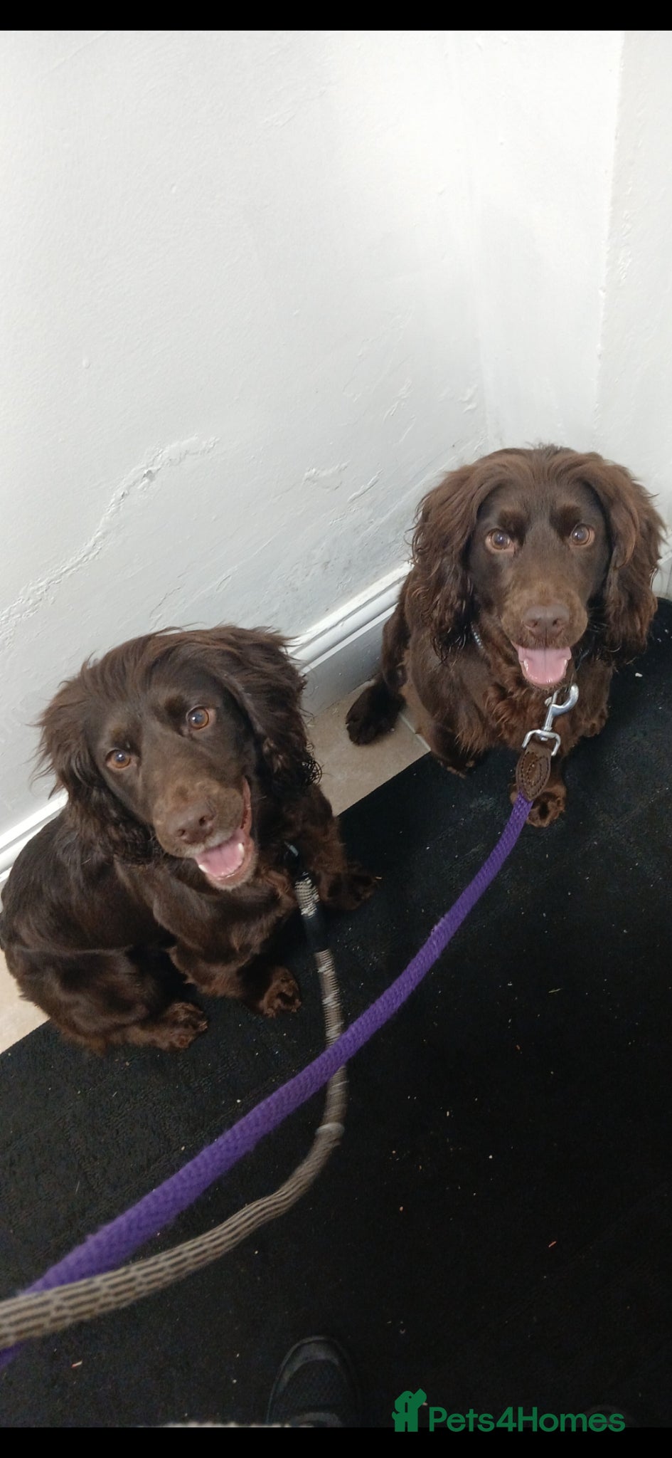 Cocker Spaniel dogs Two female cocker spaniels - Advert 5