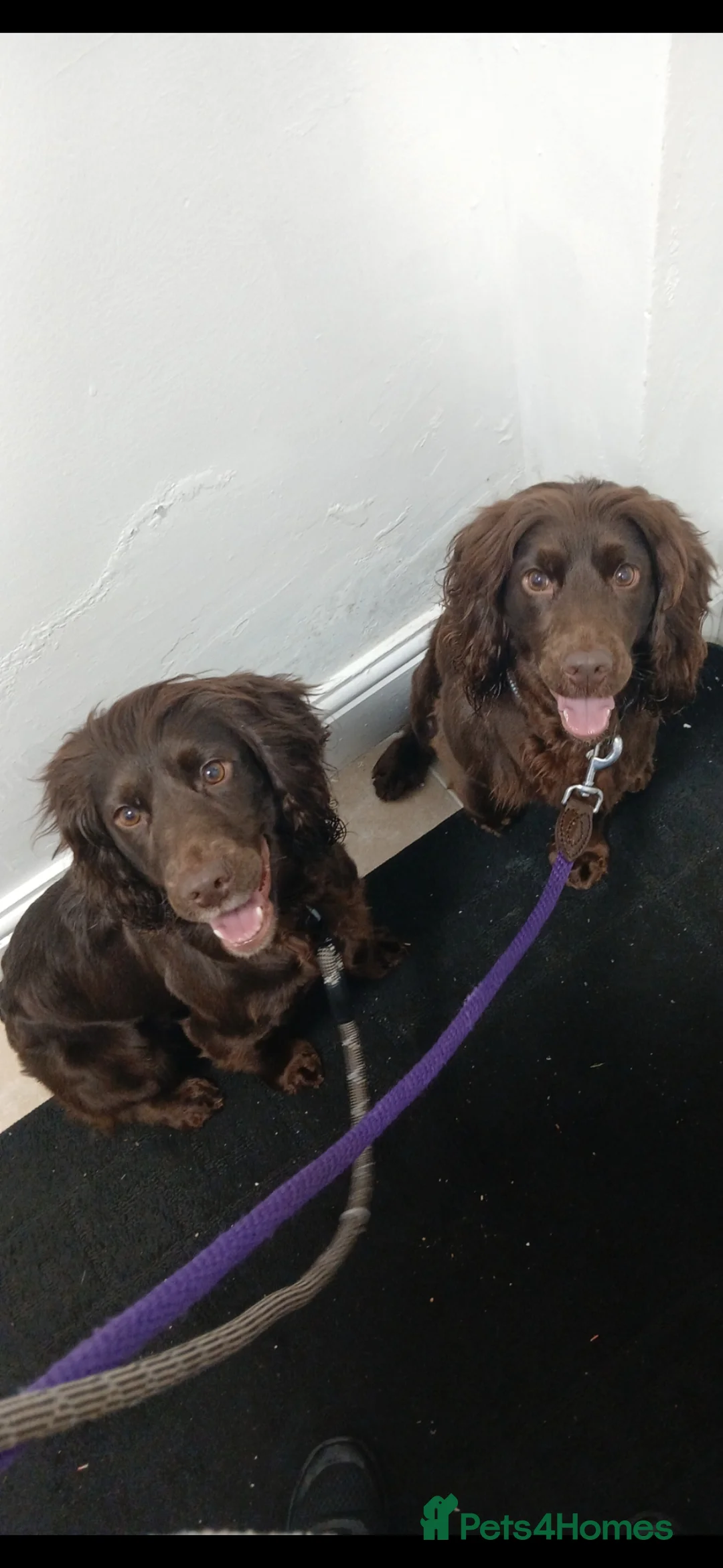 Cocker Spaniel dogs for sale: Two female cocker spaniels - Advert 1