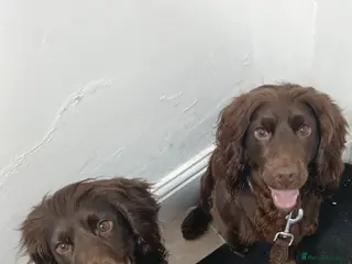 Cocker Spaniel dogs Two female cocker spaniels - Advert 5