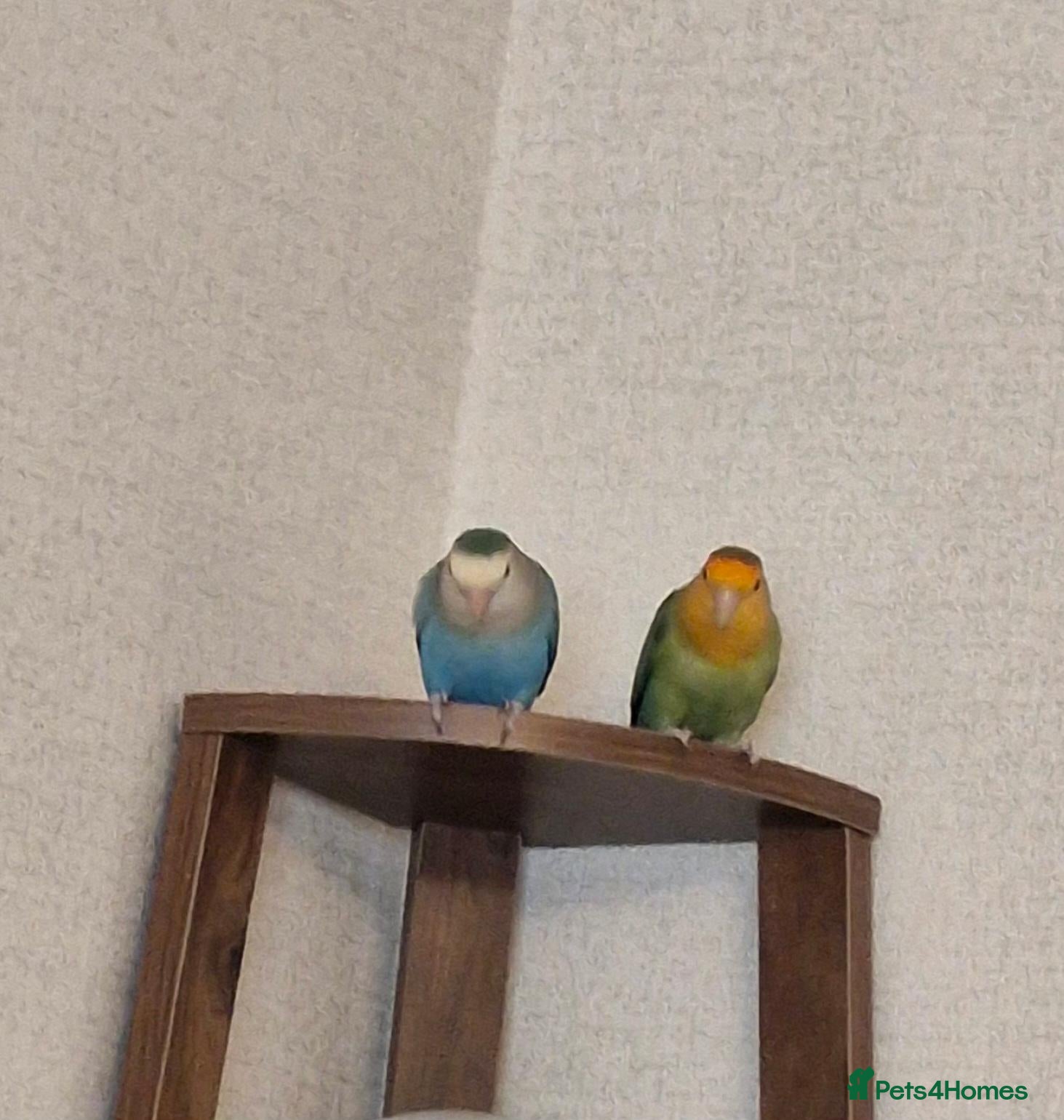 Lovebirds birds for sale: TWO LOVELY LOVEBIRDS LOOKING FOR A NEW HOME - Advert 8