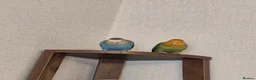 Lovebirds birds for sale: TWO LOVELY LOVEBIRDS LOOKING FOR A NEW HOME in Brigg - Advert 1