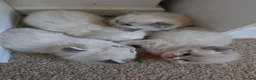 Ragdoll cats for sale: Accidental litter  - Advert 15