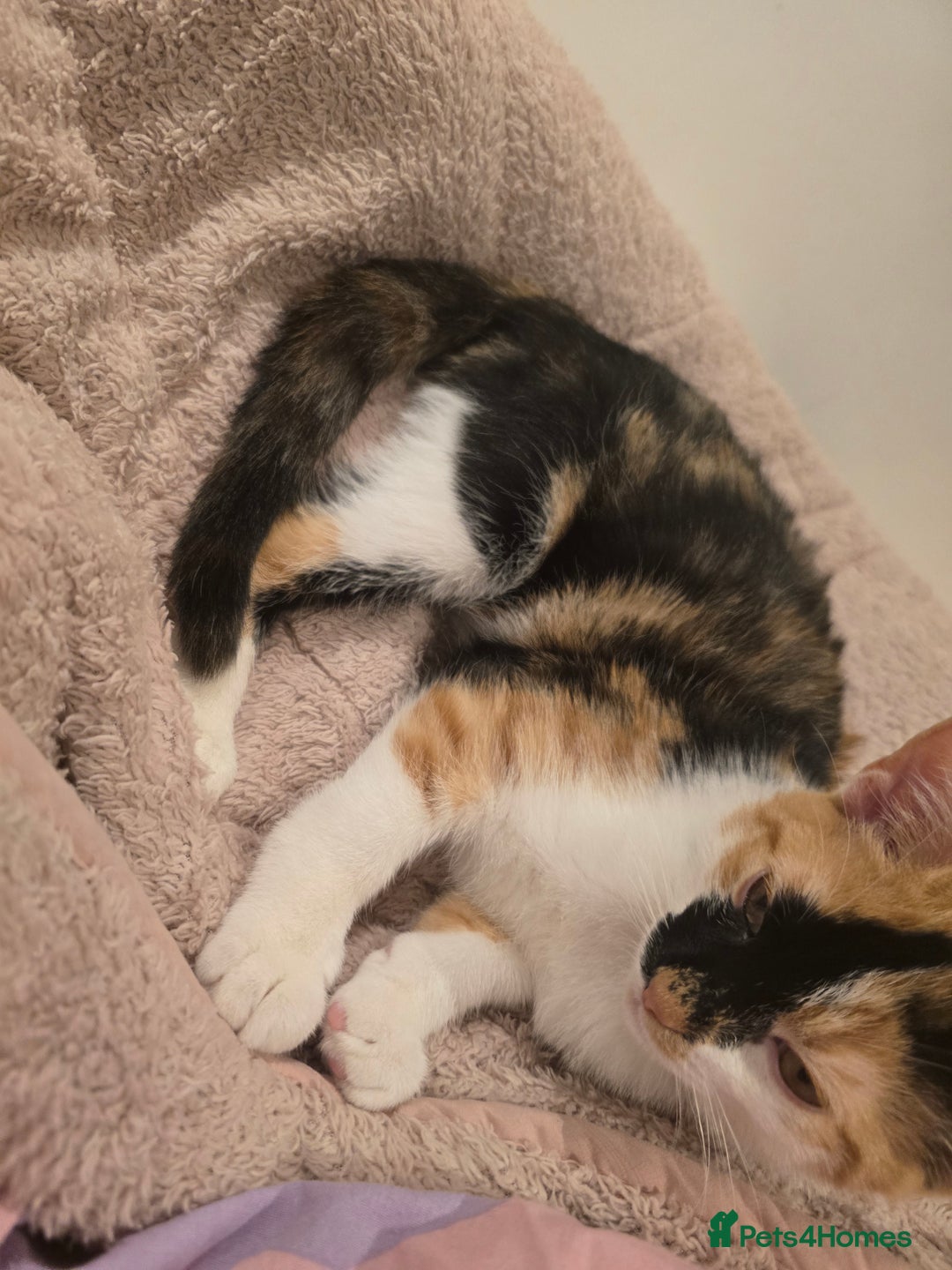 Mixed Breed cats for sale: Pair of bonded female kittens  - Advert 2