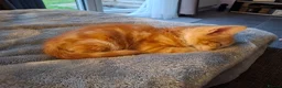 Mixed Breed cats for sale: Rare ginger female kitten - Advert 3