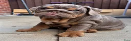 English Bulldog dogs for sale: Gorgeous KC English Bulldog Puppies🐶 - Advert 19