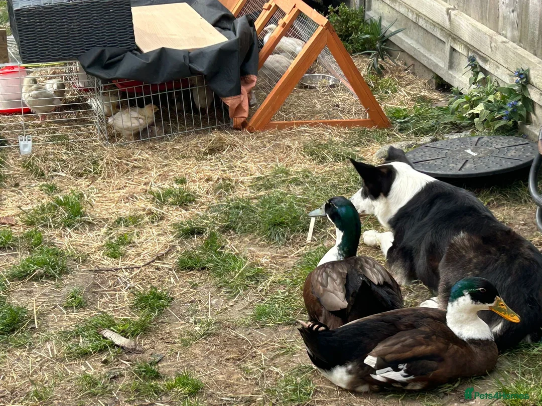 Ducks poultry for sale: X2 drakes  in Queenborough - Advert 1