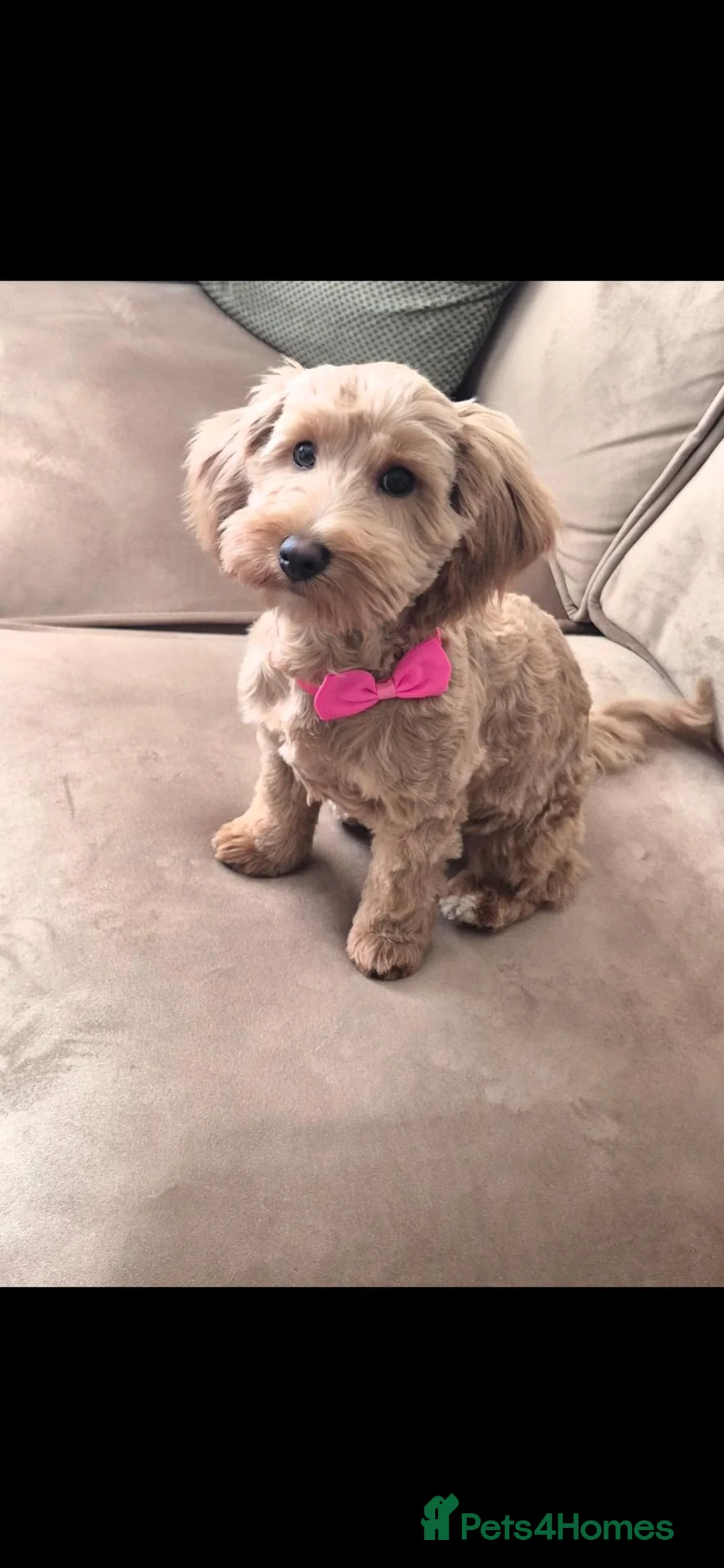 Cockapoo dogs for sale: Beautiful 1 year old cockapoo in Caerphilly - Advert 2
