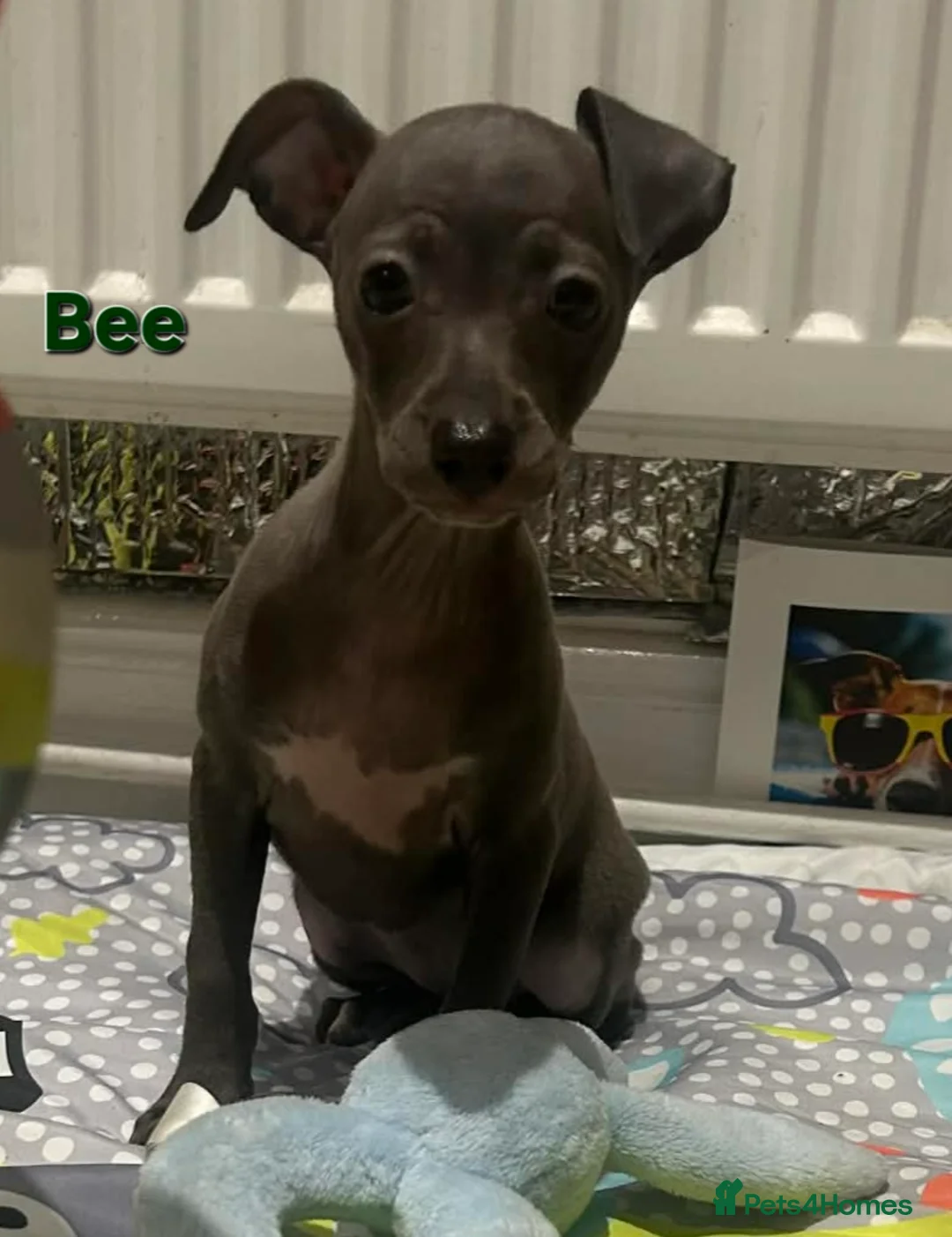 Italian Greyhound dogs for sale: 20 th feb KC reg quality  Just 1 blue boy & girl - Advert 13
