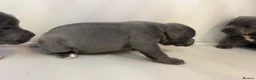 Staffordshire Bull Terrier dogs for sale: Blue Staffy pups valglo blood line  in Liskeard - Advert 11