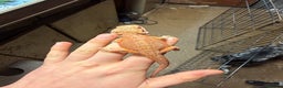 Bearded Dragon reptiles for sale: Red spiky morth Baby beared dragon has extra toe  - Advert 7