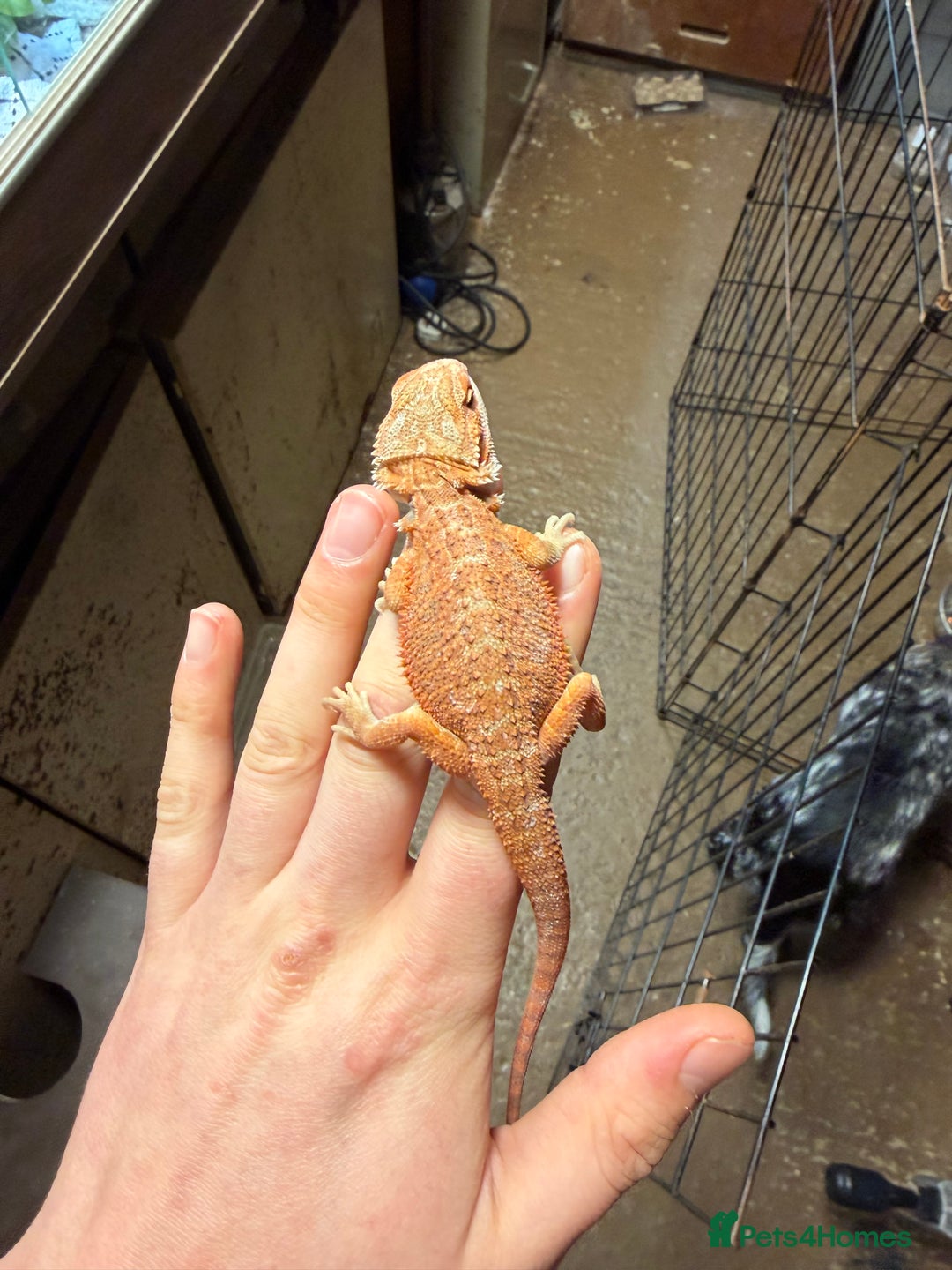 Bearded Dragon reptiles for sale: Red spiky morth Baby beared dragon has extra toe  - Advert 7