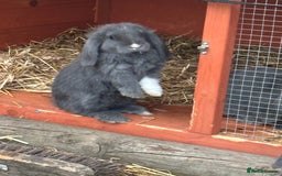 Mini Lop rabbits for sale: Mini Lop Rabbits - Image 3