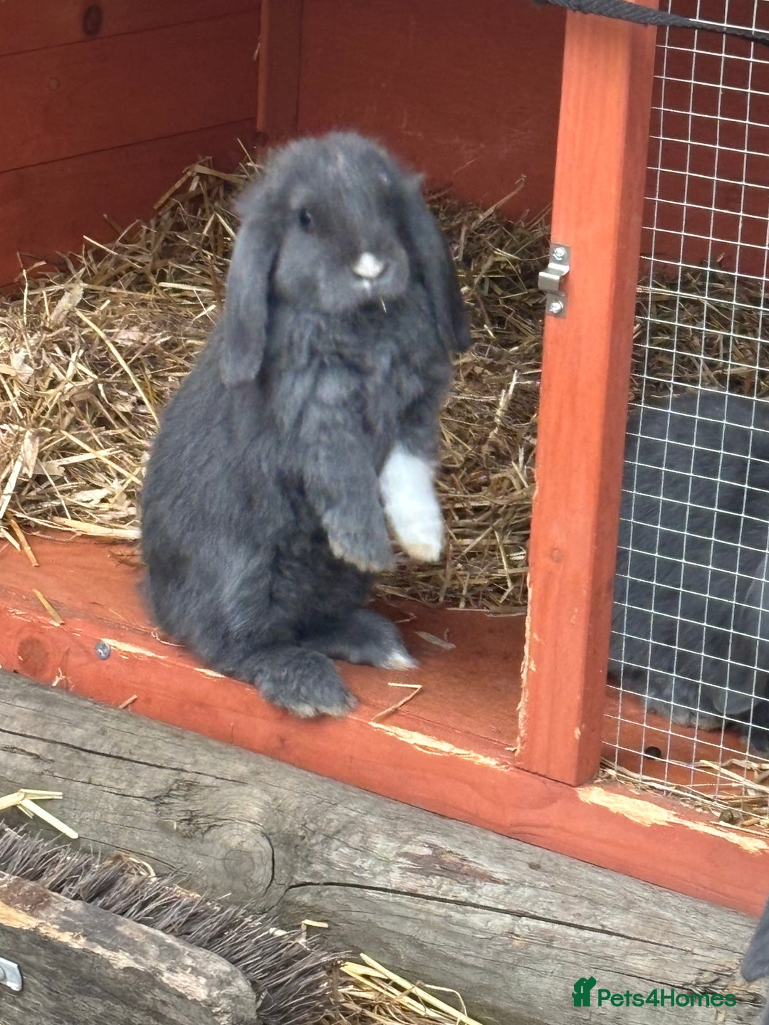 Mini Lop rabbits for sale: Mini Lop Rabbits - Image 3