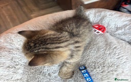British Shorthair cats for sale: 💎Rare BSH Kittens💎Pedigree Champion Blood Line💎 - Image 23
