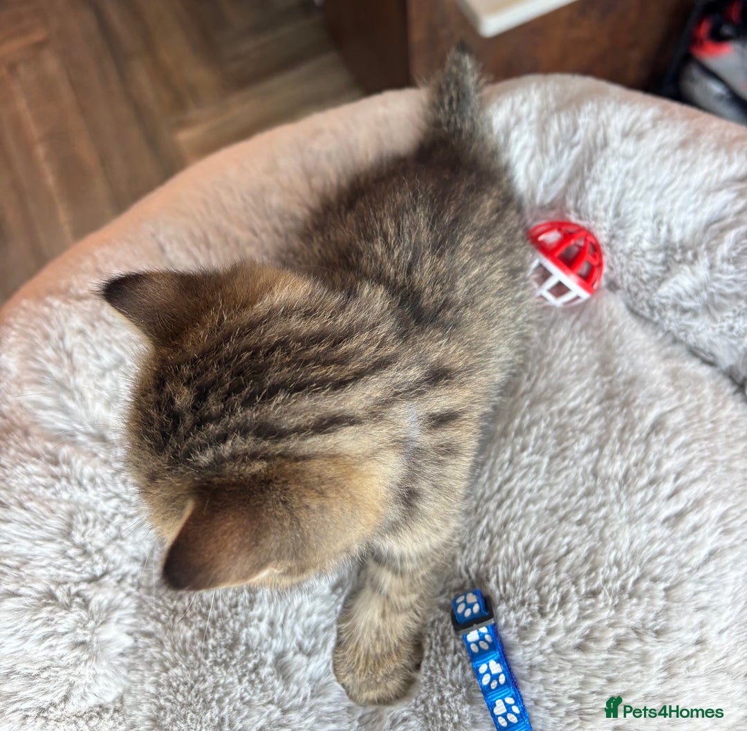 British Shorthair cats for sale: 💎Rare BSH Kittens💎Pedigree Champion Blood Line💎 - Image 23