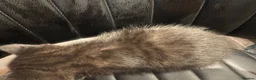 Mixed Breed cats for sale: Black kitten for sale  - Advert 2