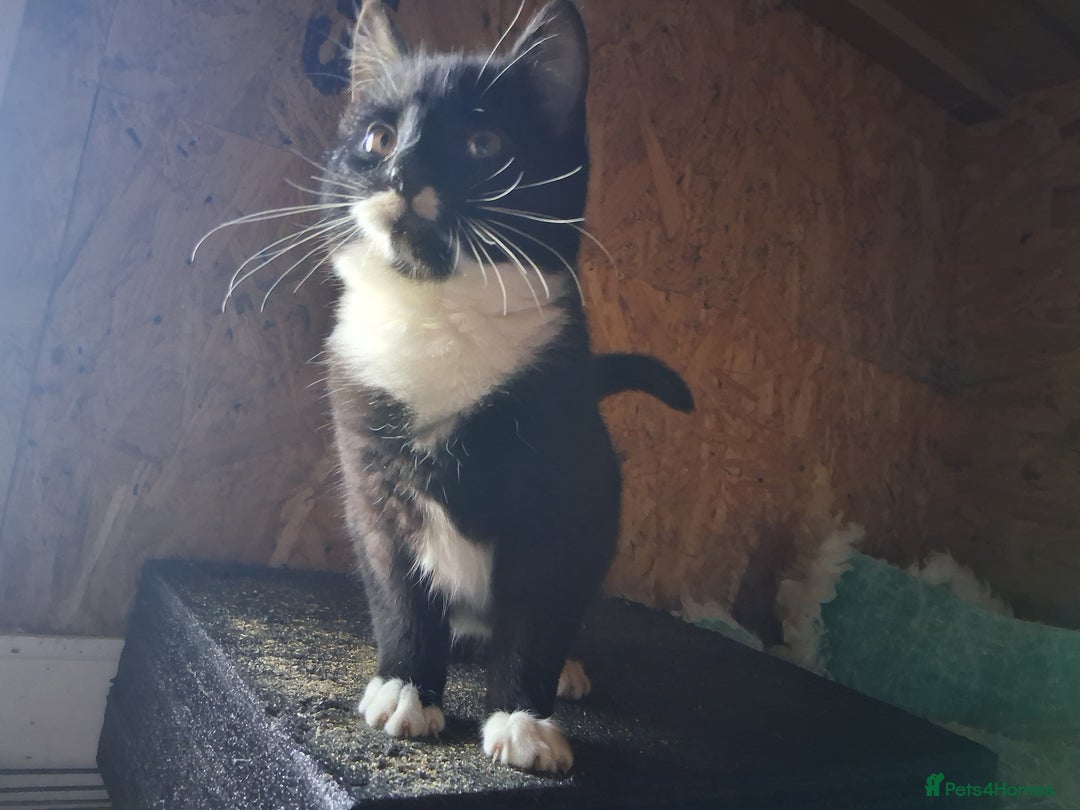 British Shorthair cats for sale: Kittens for sale - Advert 3