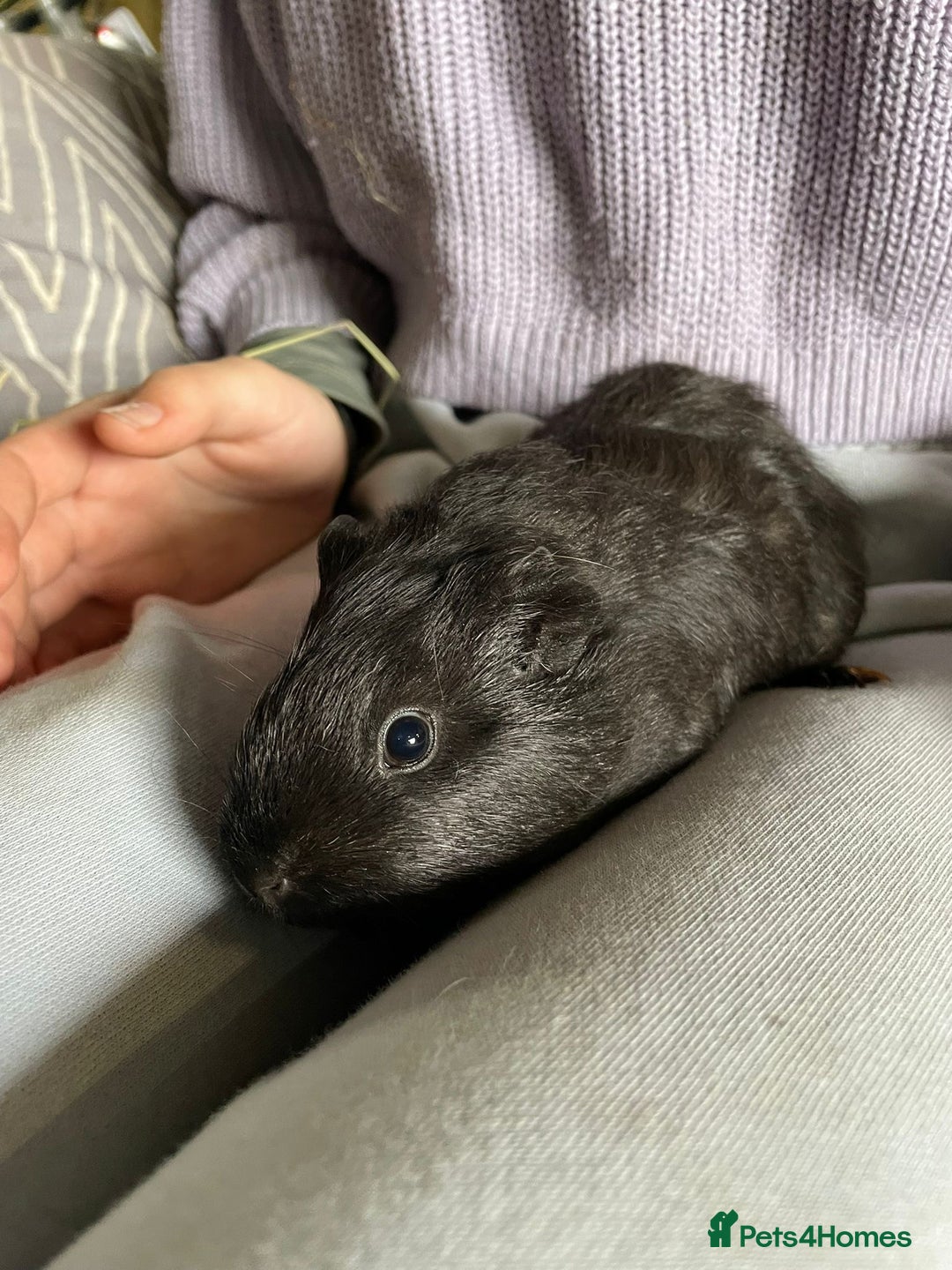 Guinea Pig rodents for sale: Beautiful baby guinea pigs  - Advert 5