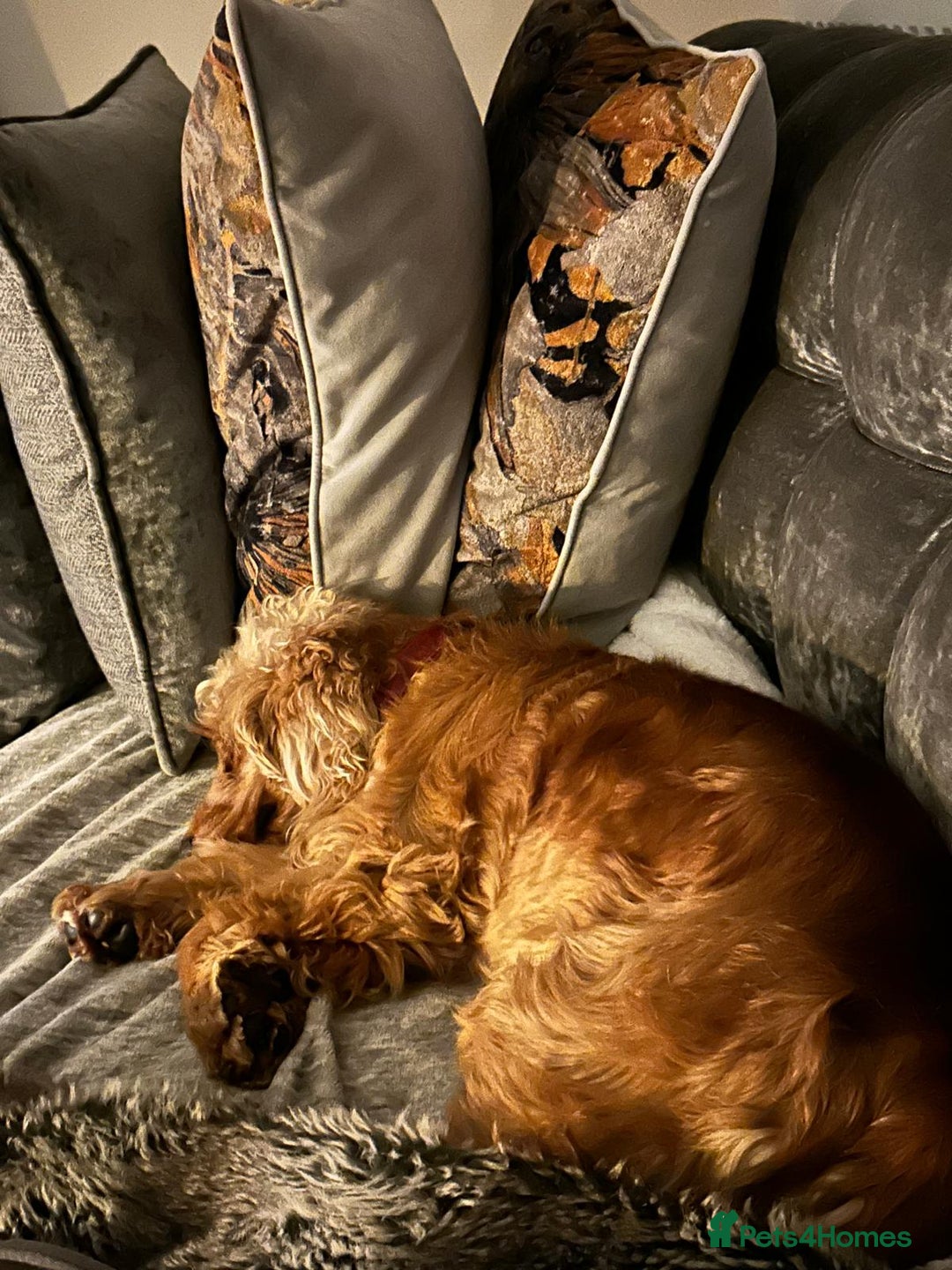 Cocker Spaniel dogs for sale: Gorgeous Show Spaniel, KC Registered  - Image 5