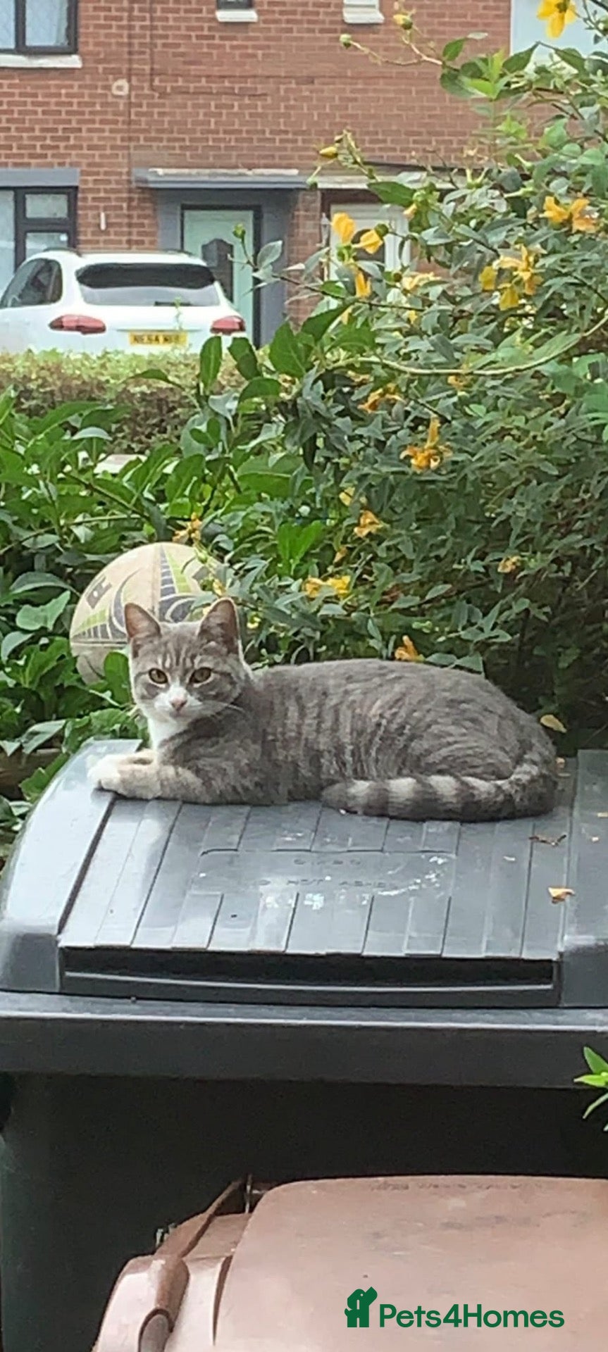 Mixed Breed cats for sale: Bengal mixed breed kittens  - Advert 3
