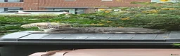 Mixed Breed cats for sale: Bengal mixed breed kittens  in Oldham - Advert 1