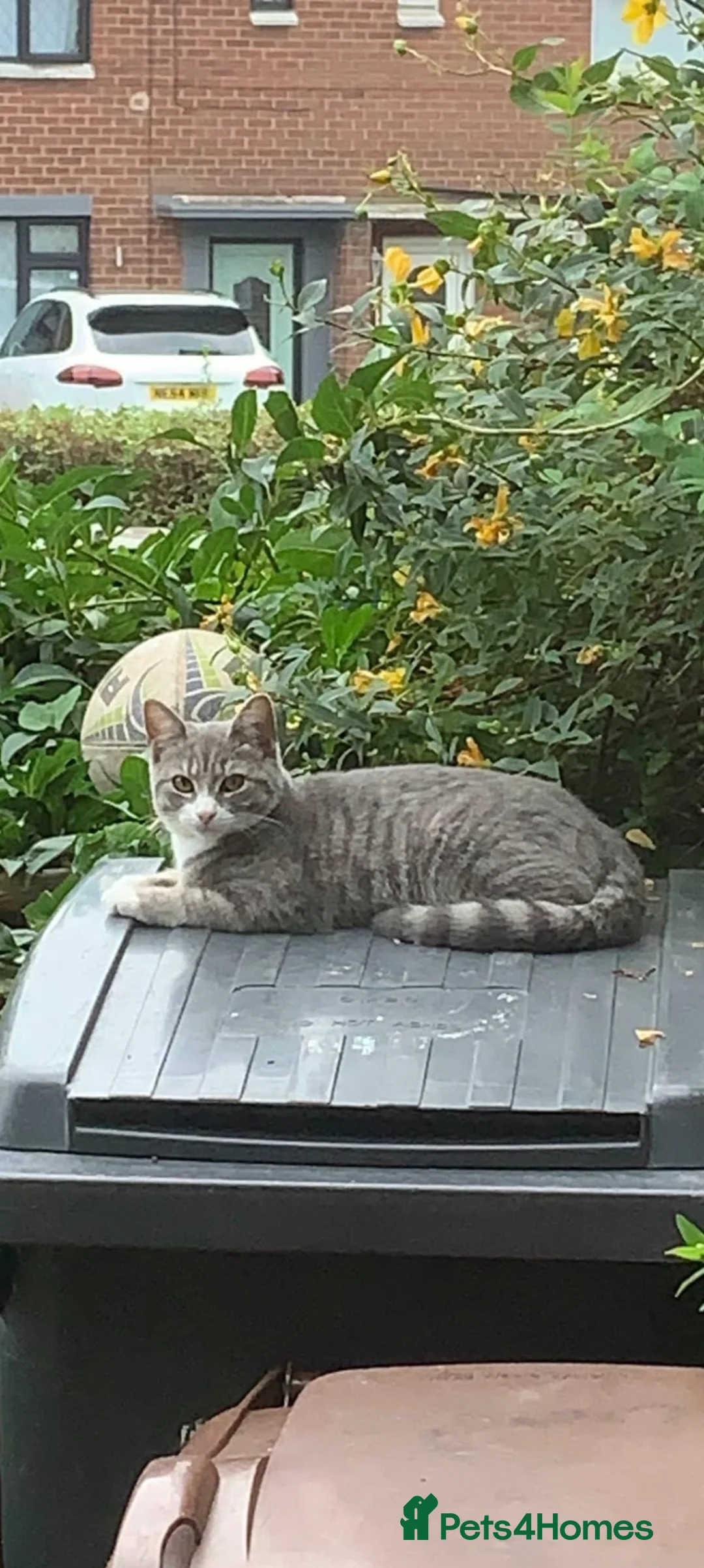Mixed Breed cats for sale: Bengal mixed breed kittens  in Oldham - Advert 1