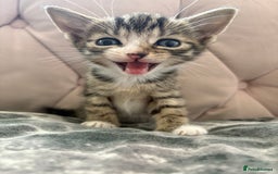Mixed Breed cats for sale: 6 kittens not ready till 14th August  - Image 12