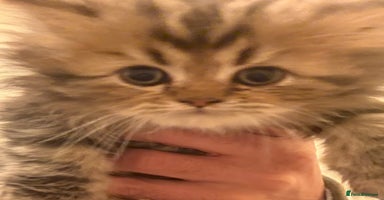 Persian cats - Advert 1