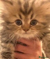 Persian cats - Advert 4