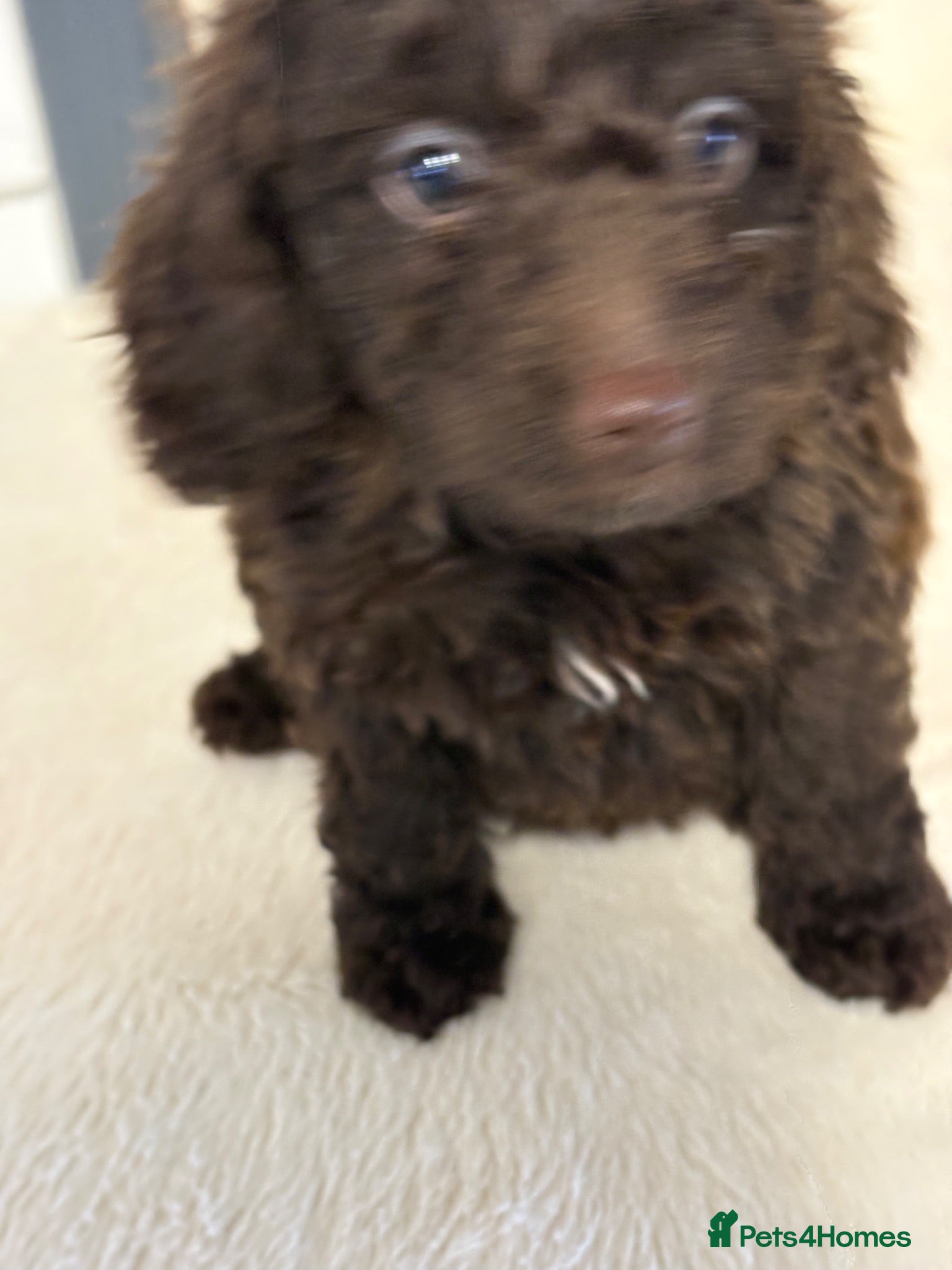 Cockapoo dogs F2B cockerpoos - Advert 5