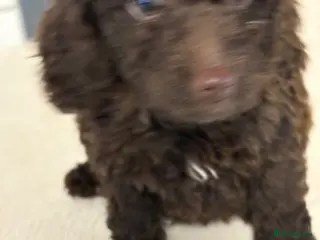 Cockapoo dogs F2B cockerpoos - Advert 5